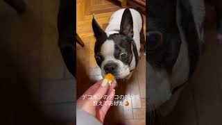 犬にデコポンのデコの部分説明してあげた #ボストンテリア
