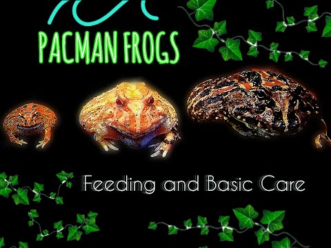 Pacman Frogs - Feeding and Basic Care Requirements - FAQ