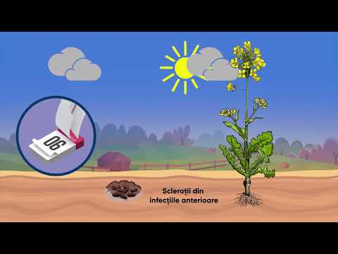 Află cum se dezvoltă Sclerotinia la rapiță