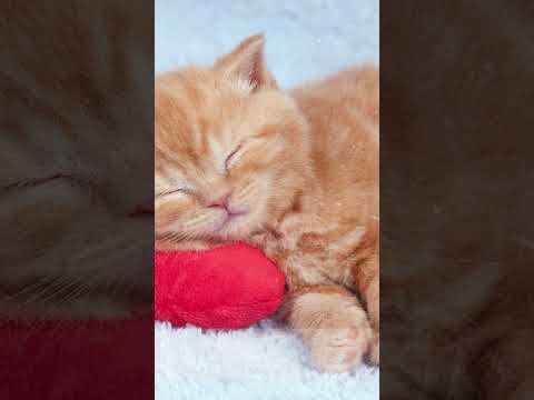 ¿Qué es el insomnio?