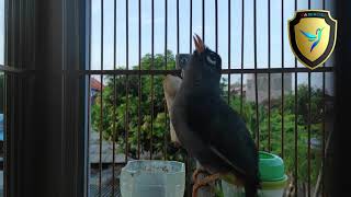 Download lagu POKSAY MANDARIN GACOR LUAR BIASA MANCING LAWAN mp3 Download lagu POKSAY MANDARIN GACOR LUAR BIASA MANCING LAWAN mp3