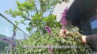 הפריחה של המרווה הצחורה הכי יפה בעולם