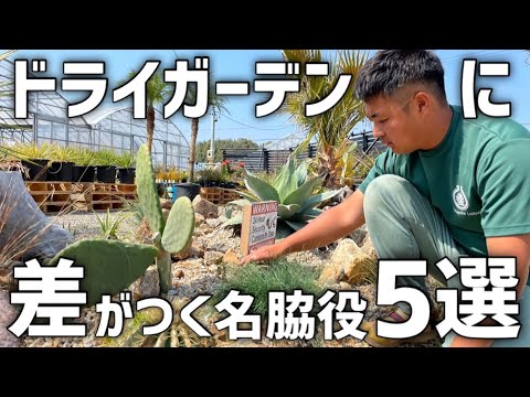 jardin-sec-plantes-campanules-bleues jardin sec