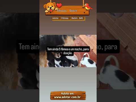 Vídeo de filhotes Betim 