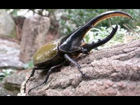 Самые опасные и большие жуки в мире. Документальный фильм дикая природа NAT GEO WILD BBC