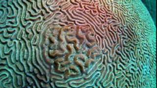 psychedelic trance:    Silver Sun - Lunar Phase