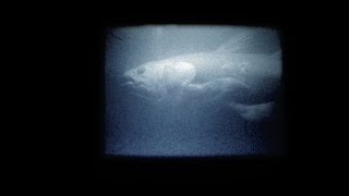 ITJ - Cœlacanthe (NEW VIDEO!)
