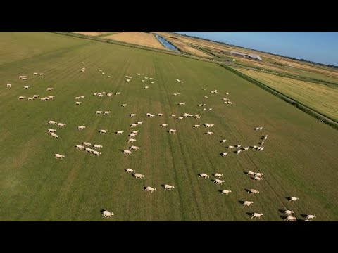 Drone Among the Sheep: A Texel Island Experience