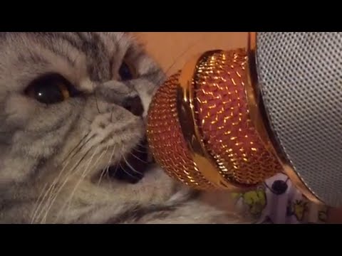 Talking-Cats-Funny-Pet-Compilation-2018 Mp4 3GP Video & Mp3 Download  unlimited Videos Download 