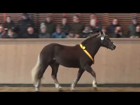 07. Findus  - SchwK Hengst - Hengstschau in St. Märgen am 24.03.2024