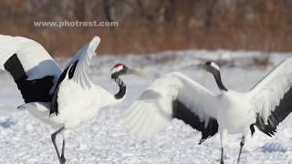 求愛をするタンチョウ