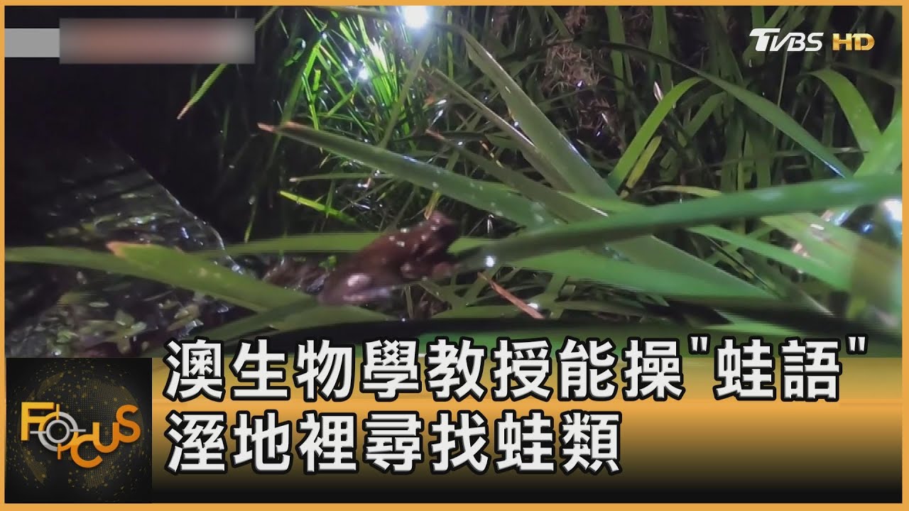 澳洲「愛蛙教授」田野間仿蛙鳴.對話蛙類