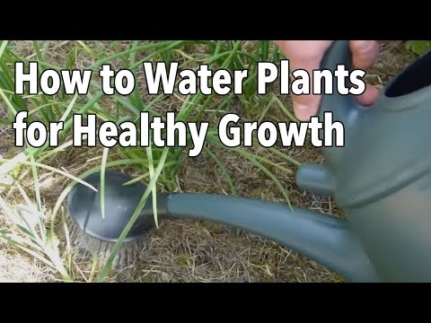 Are You Watering Your Plants Correctly? Tips and Common Mistakes