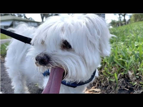 How to use the Flexi Explore Retractable Dog Leash and body harness