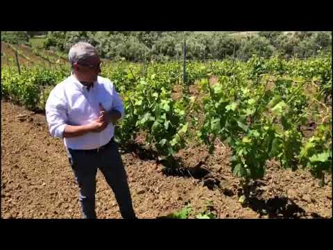 Castellucci Miano, Sicilia: Slow Wine 2022