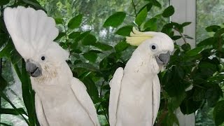 Ręcznie karmione kakadu