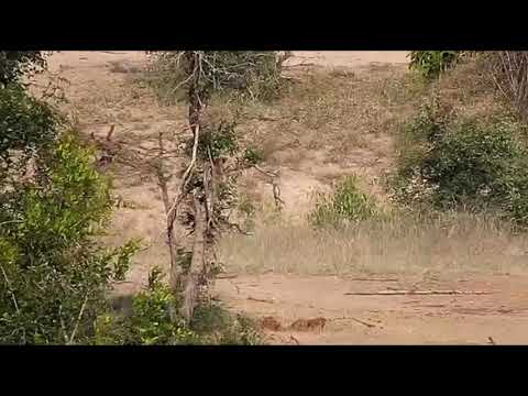 Djuma: Hyena gets a surprise from an African Painted Dog - 16:45 - 11/18/20