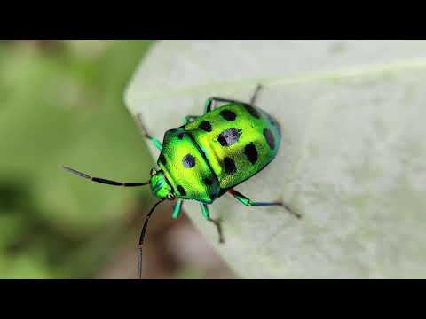 Tinlicker - Natascha Polké - Le Youth - Fritz Kalkbrenner - Anriu ( JustiNNature Melodic House Set )