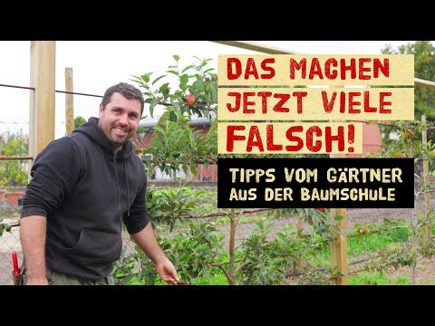 Fruit trees in autumn – planting, caring for & protecting with professional tips from the nursery