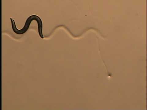 C. elegans responding to a touch stimulus