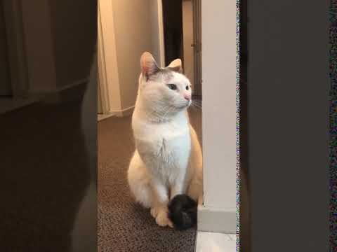 Cat lays ears back when it hears heavy metal noises.