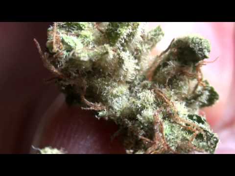 download lagu mp3 mp4 Widowmaker Strain, download mp3 Widowmaker Strain free download, download mp3 Widowmaker Strain