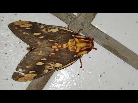 mariposa - Citheronia brissotii