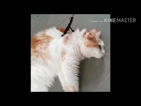 König Arthur ►Raudi und Zimbo◄