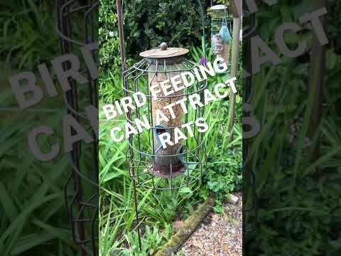 Feeding birds can attract RATS