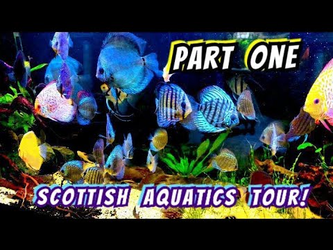 Monster Fish, Discus, Plecos, Rares, Shrimp - Tanks From Huge to Nano - A Tour Of Scottish Aquatics