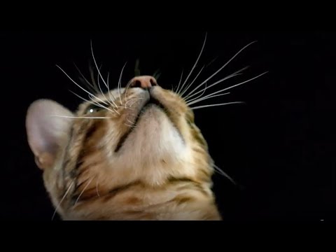 How Do Cats Use Their Whiskers? | Cats Uncovered | BBC Earth Kids