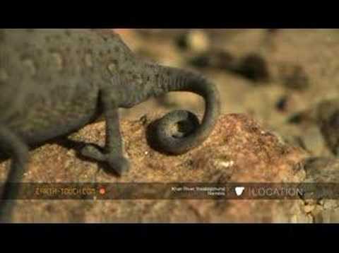 Chameleon Pi Desert Of Lost Distractions