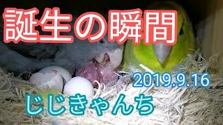 次々と🐣