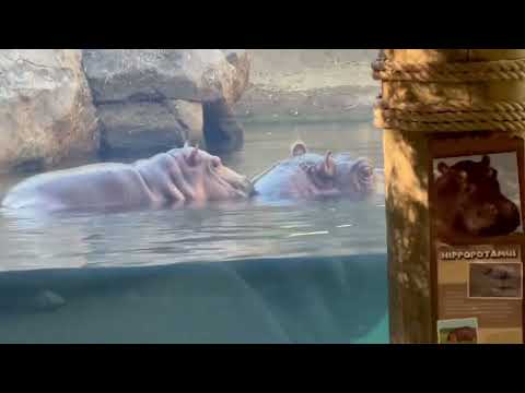 Hippo Conversation