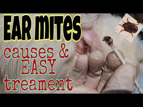 CAT EAR MITES: Easy Treatment.