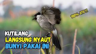 Download lagu Suara Burung Kutilang Gacor Garuda Paling Ampuh Untuk Masteran Dan Pikat mp3 Download lagu Suara Burung Kutilang Gacor Garuda Paling Ampuh Untuk Masteran Dan Pikat mp3
