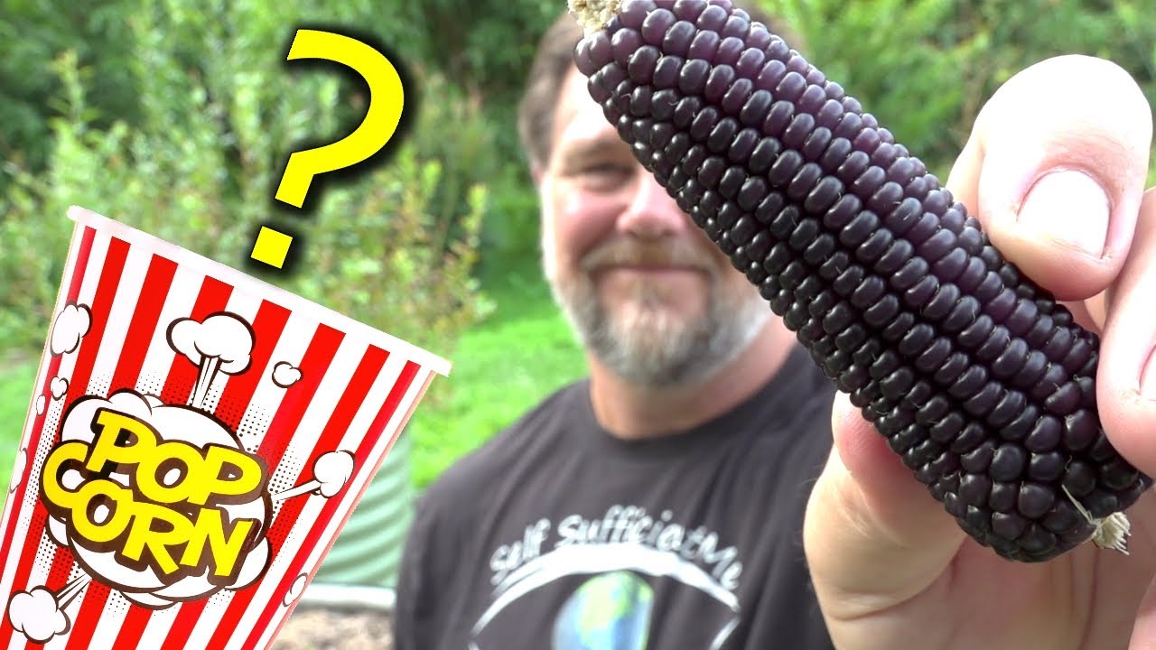 Does Homegrown Purple Popping Corn Pop Purple?