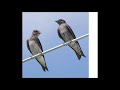 Daytime Chatter Attract Purple Martins 2 Hour Loop