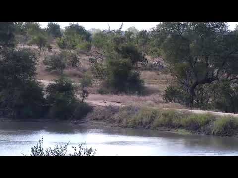 Djuma: Sights and sounds including Buffalo herd feeding in tree line-Pt:2 - 09:50 - 05/16/20