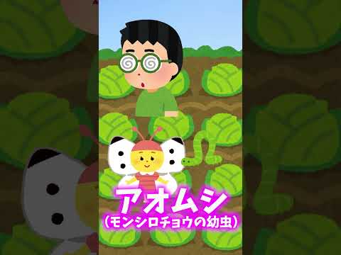  5月に育てた植物を害虫から守るにはどうすればよいですか？あなたのプランテーションを救う 5 つの自然な解決策!  庭園