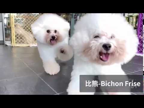 比熊 - Bichon Frise 我们可爱的两兄弟。。。。。。