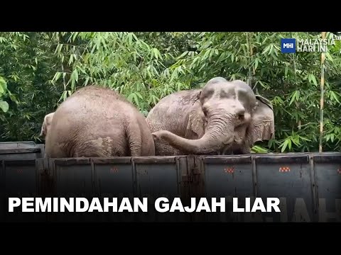 Pemindahan Gajah Liar | MHI (3 Mac 2023)