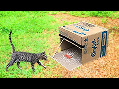 simple cat trap//cat trap using cardboard box