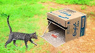 simple cat trap//cat trap using cardboard box