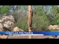 Denver Zoo Shares Video Of Lion S Pole Feeding