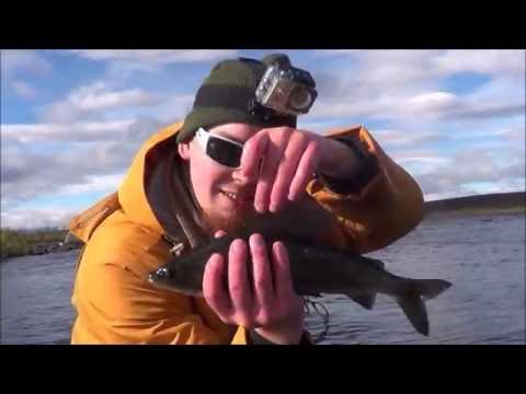 Perhokalastusta lapissa. Rommaeno/Fly fishing in the finnish lapland Part. 1