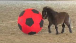 Mini Horse Foal Plays with a Giant Ball.m4v