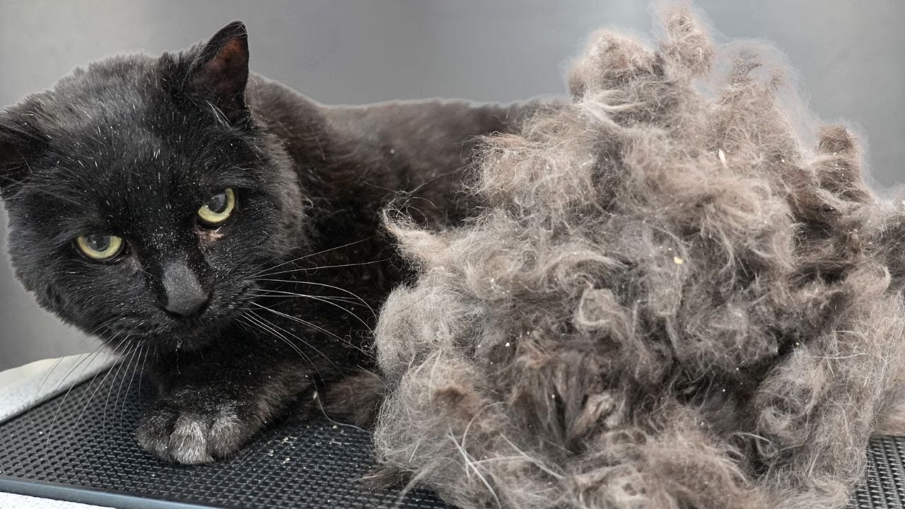 First Bath In FIFTEEN Years! | Major Transformation On Senior Black Cat 😮