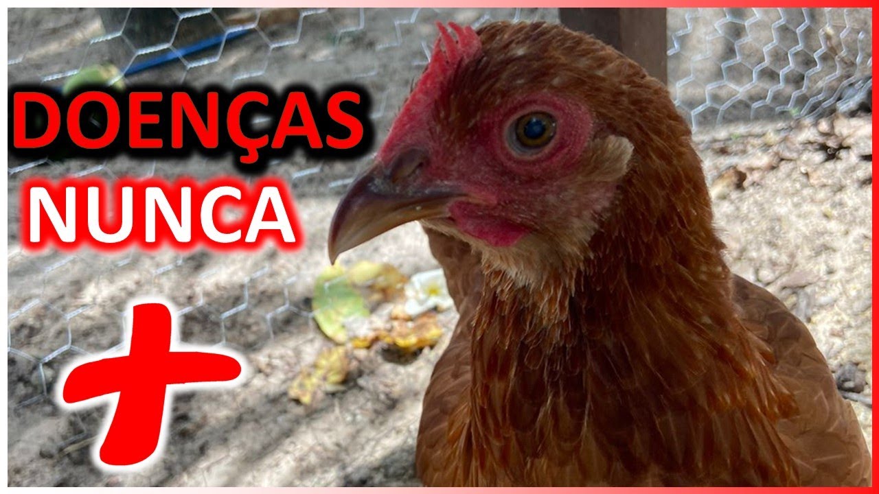 Como EVITAR as DOENÇAS em AVES que tanto causam PREJUÍZOS na produção