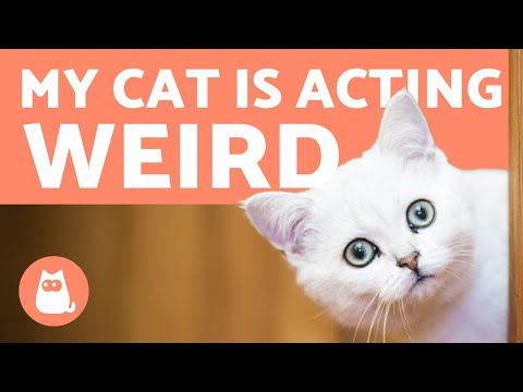 Why is my CAT Acting WEIRD? 🐱 Causes and What to Do